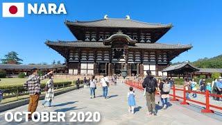 奈良観光 - 東大寺を歩いて大仏を見学2020 鹿もかわいい Walking in Nara, Todaiji Temple and The Great Buddha