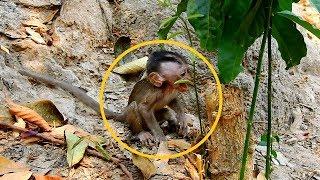 Baby Monkey Alba Terrified By Bad Mum Anna Torturing.