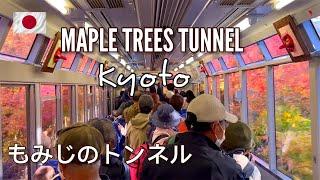 もみじのトンネル Momiji Tunnel Autumn 2022 | Kibune Kyoto | Red Maple Leaves | Solo | Anywhere But Home