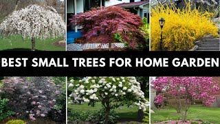 Colorful Small Trees For Front Yard | Small Garden Ideas | Best Ornamental Trees For Front Yard