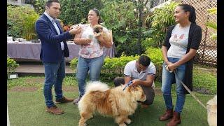 Conozca más acerca de los perros chow chow