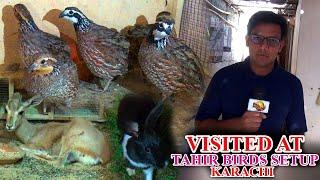 Pheasant Bobwhite quail King Quail deear chakoor at Tahir birds setup Updates Video In Urdu/Hindi