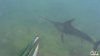 Pesce spada in bassofondo a Civitavecchia / Swordfish in shallow water