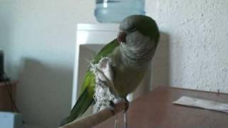 Talking parrot with broken leg