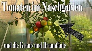  Die Kraut- und Braunfäule an unseren Tomaten oder was noch davon übrig ist #braunfäule