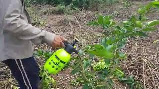 Limon Persa- Poda de formacion en arbol de 9 meses  en Campo 4 Mercedes Citrus