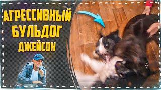 Спасенный от эвтаназии (Агрессивный Бульдог Джейсон)