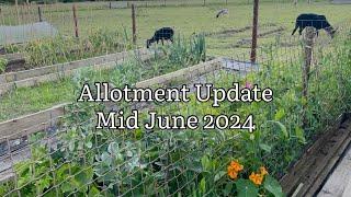 Allotment Update Mid June 2024, Allotment Diary, Allotment Gardening