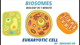 Biology in 1 Minute || Eukaryotic cell || Structure and Concept | #Eukaryoticcell #Biology #Biosomes