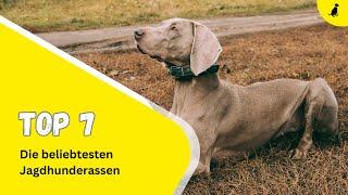 7 der beliebtesten Jagdhunderassen ⎮DieHundezeitung