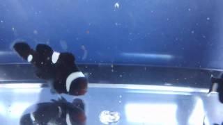EXTREME Misbar Black Ocellaris Clownfish (SA)