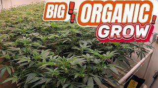 EASY WAY TO GROW ORGANIC WEED INDOORS
