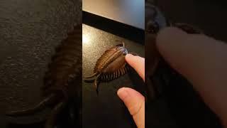 Toy trilobite