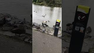 Jack Russell walking around a Lake #Shorts  - Queen's Park Melbourne