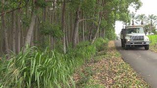 Hu Honua Eyes Hamakua Trees (May 20, 2016)