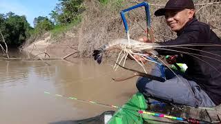 River fishing. [Big Shrimp] Today's surprise