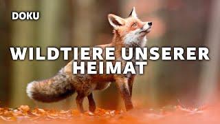 Wild animals of our homeland (animal documentary in German in full length)