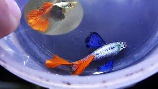 Finally! Platinum SUPER DUMBO Ear Red Tail Guppies from Thailand..