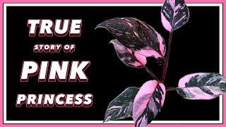 The DRAMA Filled Past of Pink Princess Philodendron | Pretty in Green Documentary