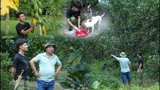 Harvesting papayas to sell at the market, Buying land to expand the farm, visiting Big Mic's family