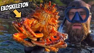 Animal's Skeletons for Kids  | Exoskeleton Endoskeleton & Hydrostatic