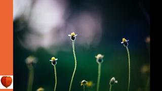 The Flower Garden 10-Various Annuals from Seed by Ida Dandridge Bennett (audiobook)