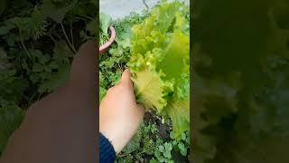 Lettuce#organic #farming #plants #garden #food #like #share #subscribe #video #shorts #viral #love