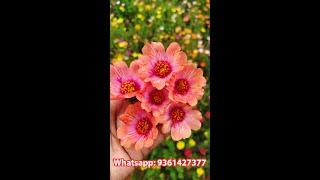 Pathumani - Portulaca - Purslane - Table rose  - Jumbo - Purslane for sale. whatsapp  : 9361427377