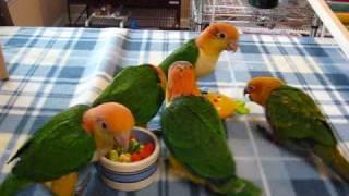 Baby caiques and Conure play time