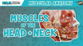 Muscles of the Head & Neck | Anatomy Model