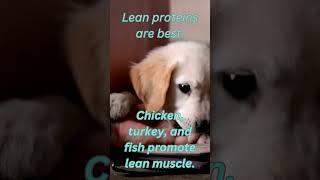 "Protein Power: Lean Sources for Strong Dogs" #PetWellness #UltraK9Pro" #dognutritiontips