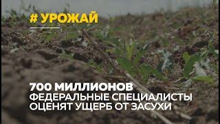 Многомиллионные убытки фермерам: Минсельхоз России оценит ущерб от засухи на Алтае