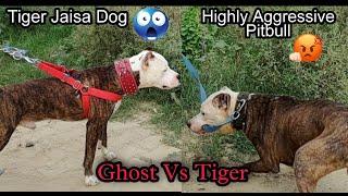 Pitbull Vs Aggressive Pitbull Tiger | Odd Eye Pitbull vs Odd Eye Pitbull / Ghost Vs Tiger