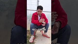 今年是旱是涝呢，咱们种地的今年行情怎么样 农民种地不容易呀   农业种植   三农 小麦 新农人计划
