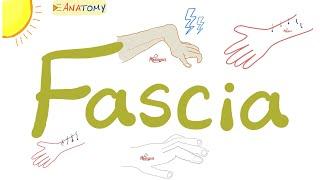 Fascia | Anatomy Terms | Anatomy Playlist