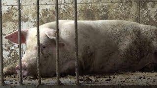 Video de crueles granjas de cerdos exponen el fraude de la “Iniciativa de Bienestar Animal”