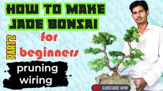 how to make jade bonsai tree for beginners part 2 जेड बोनसाई पेड़ केसे बनाए पार्ट 2 #jadebonsai