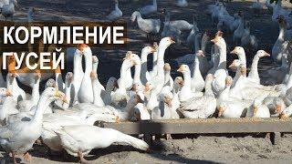 Кормление гусей в КФХ Павла Постевого. Гуси пасутся? Есть водный выгул? Рацион гусей.