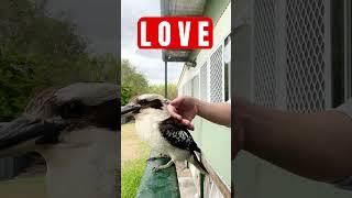 WHO ️ KOOKABURRAS? #bird #birds #australianbird