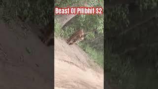 Beast Of Pilibhit Tiger Reserve #shorts #short #explore #wildlifedzone