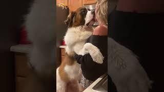 Bang Bang Boom Boom - Big Dog Kissing Owner