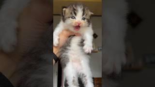 Anak Kucing Meong Meong Dari Brojol Sampae Gede Sungguh Keterlaluan #catlover #kitten #kucinglucu
