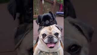 They bring pure happiness ️ #brusselsgriffon #pugs #dog #lifeadvice audio @HarryStyles
