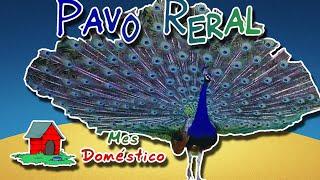 Pavo Real de Pecho Azul (El ave de mil ojos) |Animales del Mundo| (Mes domestico)