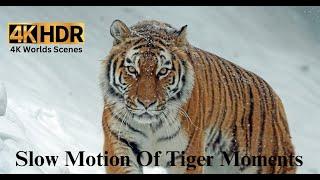 Tiger Tracking: High-Tech Adventures I The Enigmatic Bengal Tiger I #tiger #tigervideo #wildtiger