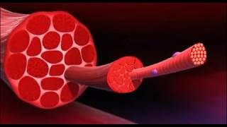 Мышечное сокращение (ПОДРОБНО)