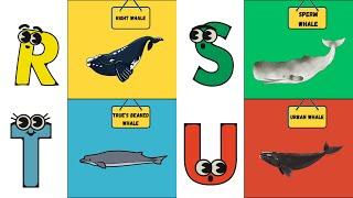 ABC Whale Song  | Learn About Amazing Whales A to Z!  | #abcd #kids