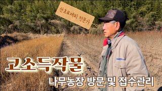 고소득 작물 ‘제피&산초’ 나무농장 방문기