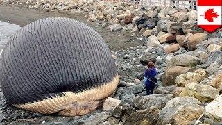 Мертвый синий кит вот-вот забросает кишками канадский город