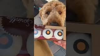 Dog Friendly San Diego | Sprinkles Cupcakes